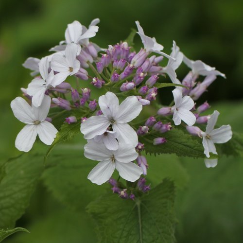 Wilde Mondviole