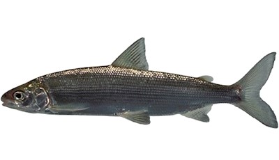 Felchen